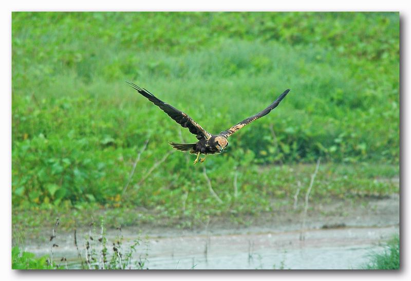 Falco di palude - Circus aruginosus